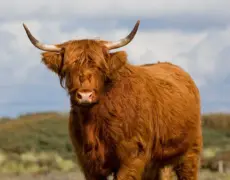 Descubre la impresionante belleza de las Dunas de Arena de Mando en Dinamarca