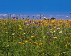 Descubre la belleza del Parque Nacional de Mols Bjerge en velomóvil: Una aventura inolvidable