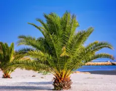 Descubre la belleza natural del Parque Nacional Wadden Sea a través del senderismo