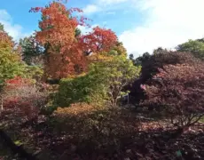 Descubre la maravillosa flora del Jardín Botánico de Copenhague: un oasis de belleza en la ciudad