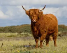 Descubre la magia del bosque de Rold Skov: una experiencia única para pasear y conectar con la naturaleza