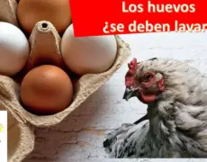 Descubre cómo limpiar y evitar los skidne æg (huevos sucios) en tu cocina