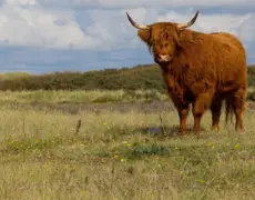 Descubre los encantos de Korsør: Un destino turístico imperdible en Dinamarca