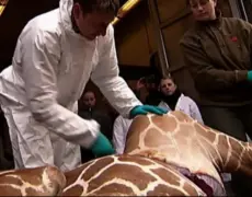 Descubre la magia del Zoológico de Copenhague: Un viaje inolvidable entre la vida animal y la belleza de la ciudad