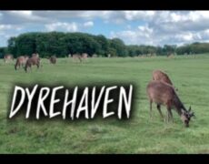 Descubre la magia de pasear por el Parque de Dyrehaven y maravillarte con sus majestuosos ciervos